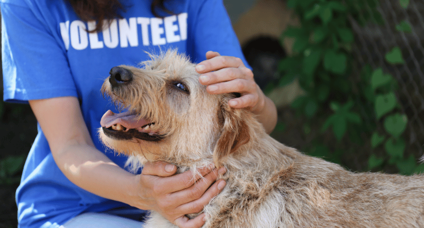 Animal Welfare and Emergency Care